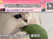 宠物用品-猫砂-猫玩具-猫薄荷海运整柜到新加坡