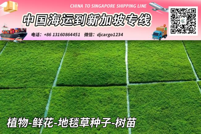 植物-鲜花-地毯草种子-树苗海运空运到新加坡【专业运输】