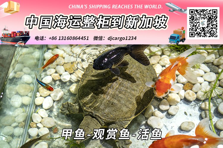 甲鱼-观赏鱼-活鱼空运到新加坡时效2-3天双清关到门